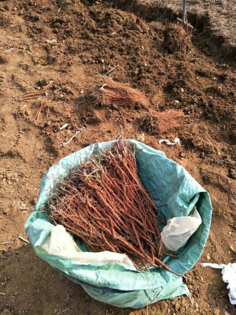 丹参苗丹参种苗，山东丹参苗，平邑县丹参，包回收。
