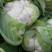陕西汉中白花菜花，单个1~3斤紧花乳白叶小无根