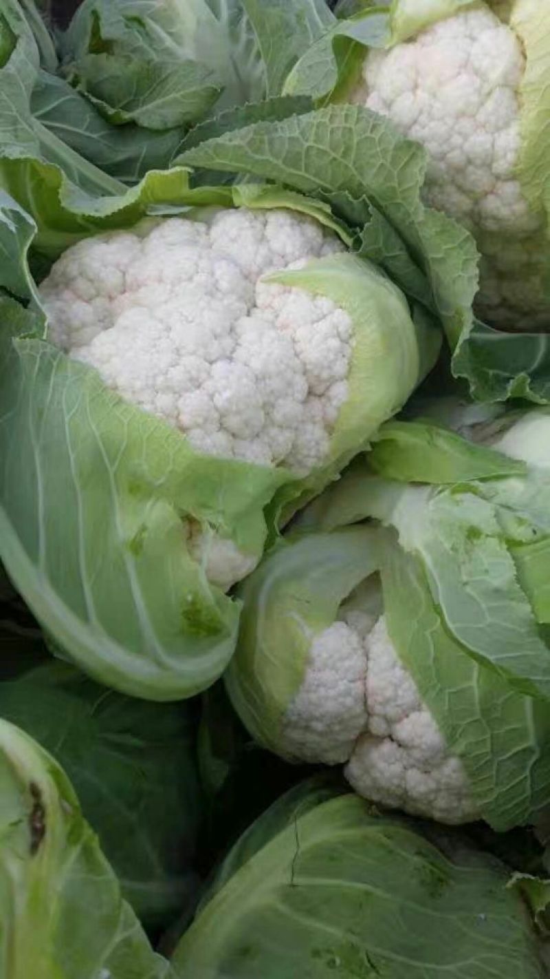 陕西汉中白花菜花，单个1~3斤紧花乳白叶小无根