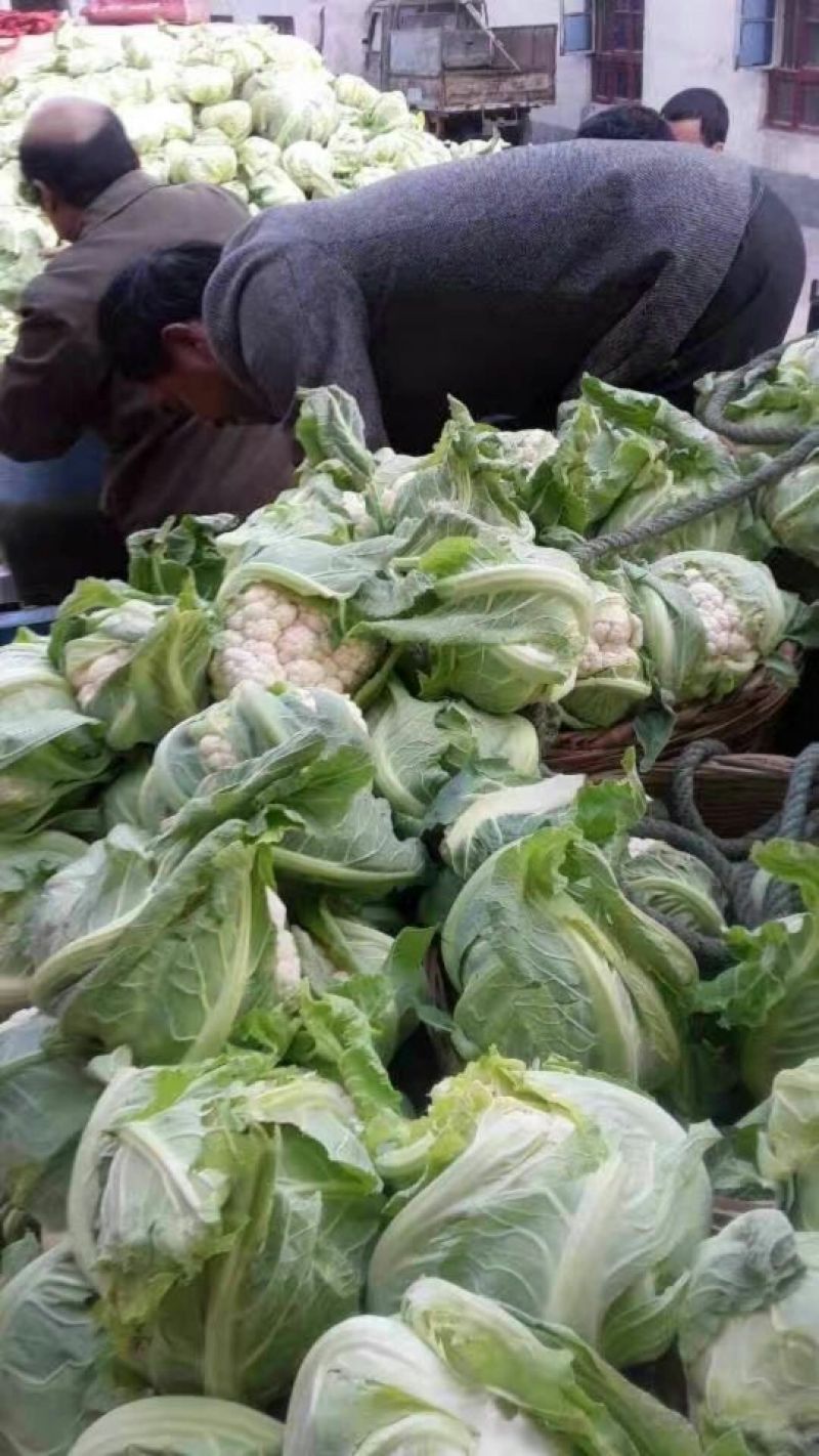 陕西汉中白花菜花，单个1~3斤紧花乳白叶小无根