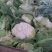 陕西汉中白花菜花，单个1~3斤紧花乳白叶小无根