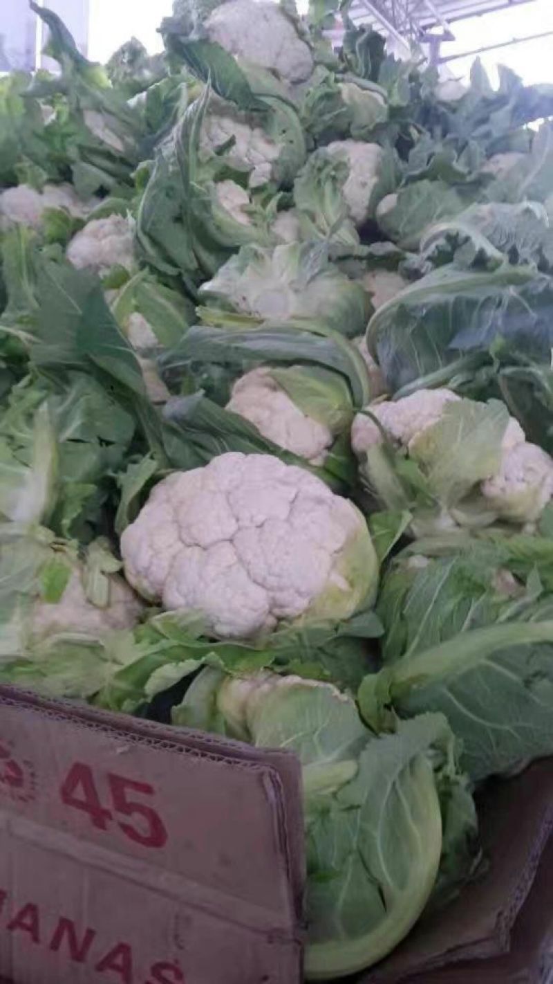 陕西汉中白花菜花，单个1~3斤紧花乳白叶小无根