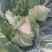 陕西汉中白花菜花，单个1~3斤紧花乳白叶小无根