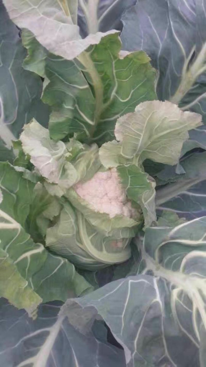 陕西汉中白花菜花，单个1~3斤紧花乳白叶小无根