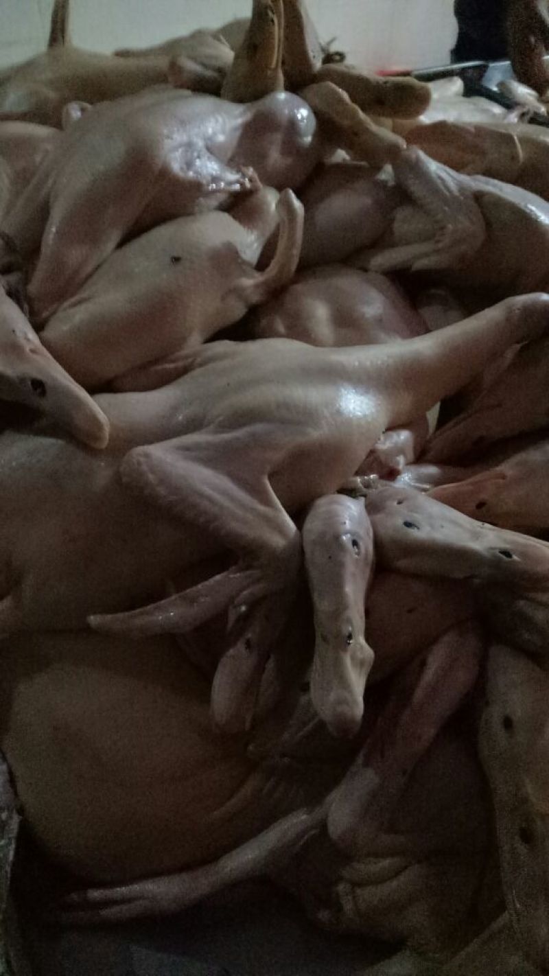 白条鸭