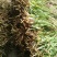 贵州野生盘龙参绶草鲜货