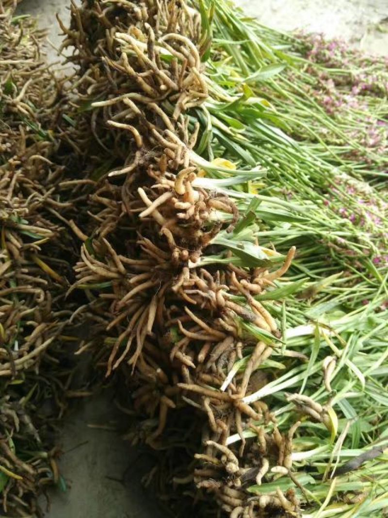 贵州野生盘龙参绶草鲜货