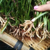 贵州野生盘龙参绶草鲜货