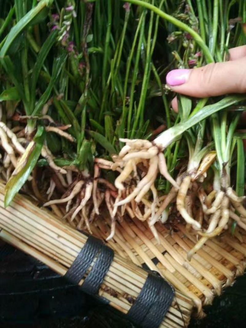 贵州野生盘龙参绶草鲜货