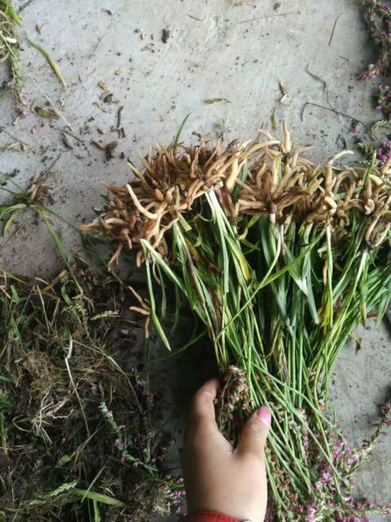 贵州野生盘龙参绶草鲜货