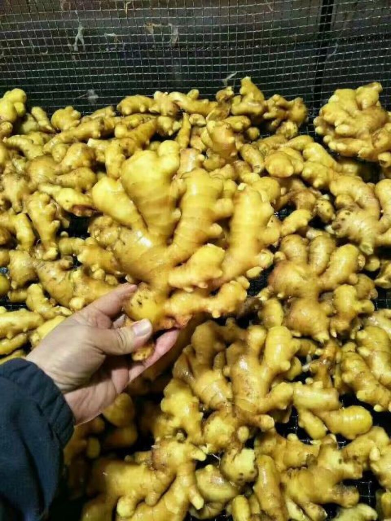 山东窖藏生姜大黄姜小黄姜常年供应，优质货源，量大从优