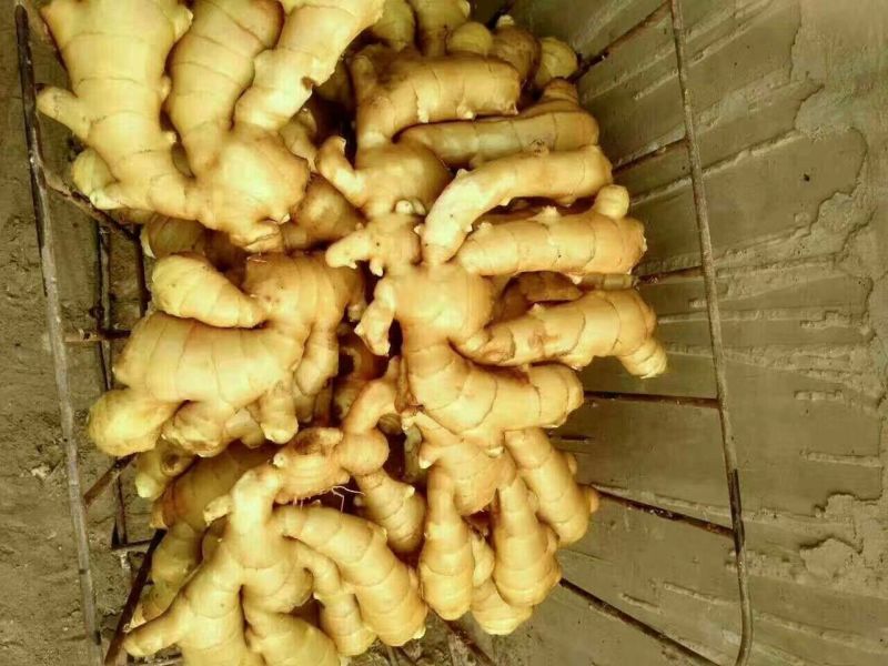 山东窖藏生姜大黄姜小黄姜常年供应，优质货源，量大从优