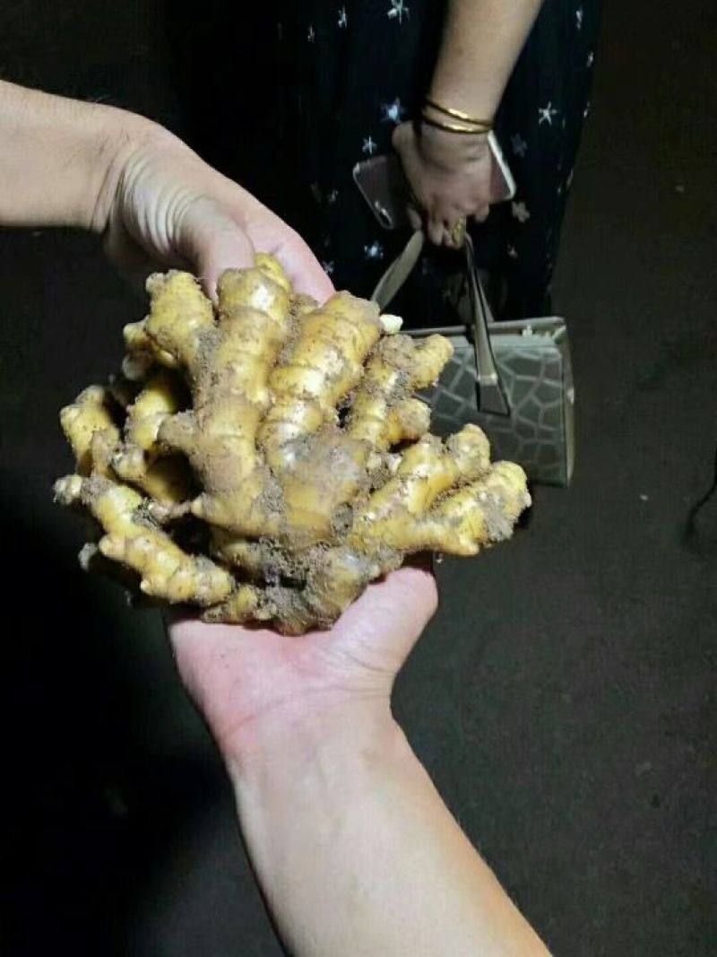 山东窖藏生姜大黄姜小黄姜常年供应，优质货源，量大从优
