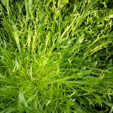苦菊15~20cm