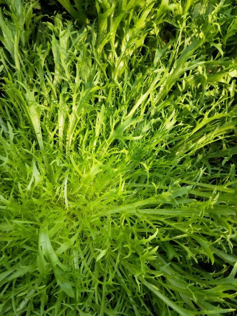 苦菊15~20cm