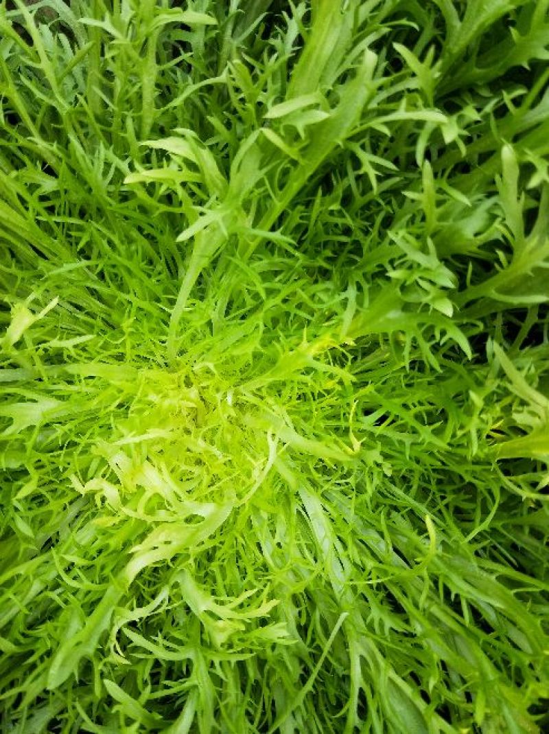 苦菊15~20cm