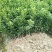 广西沙糖桔树苗正品嫁接苗