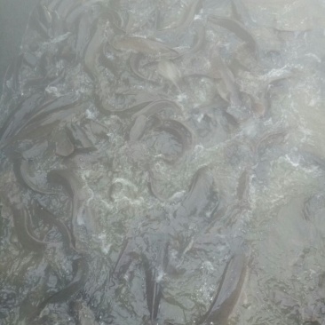 胡子鲶食用