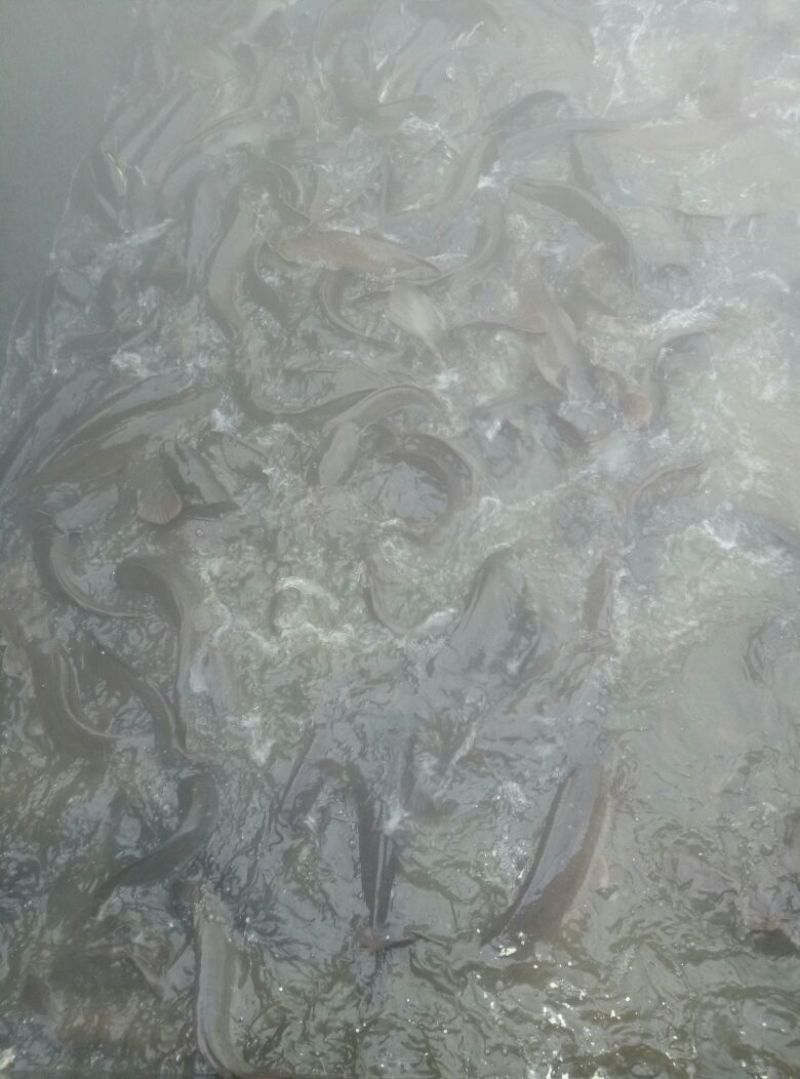 胡子鲶食用