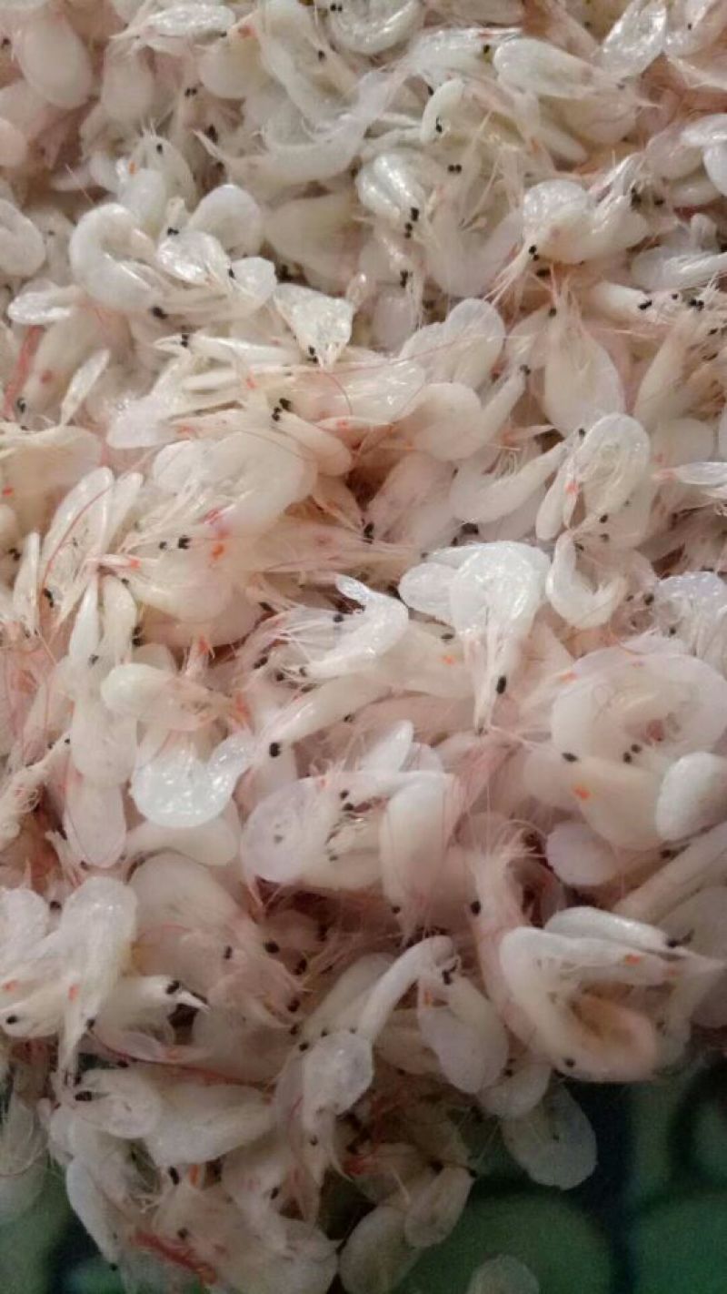 虾皮新鲜虾皮味道好水清米