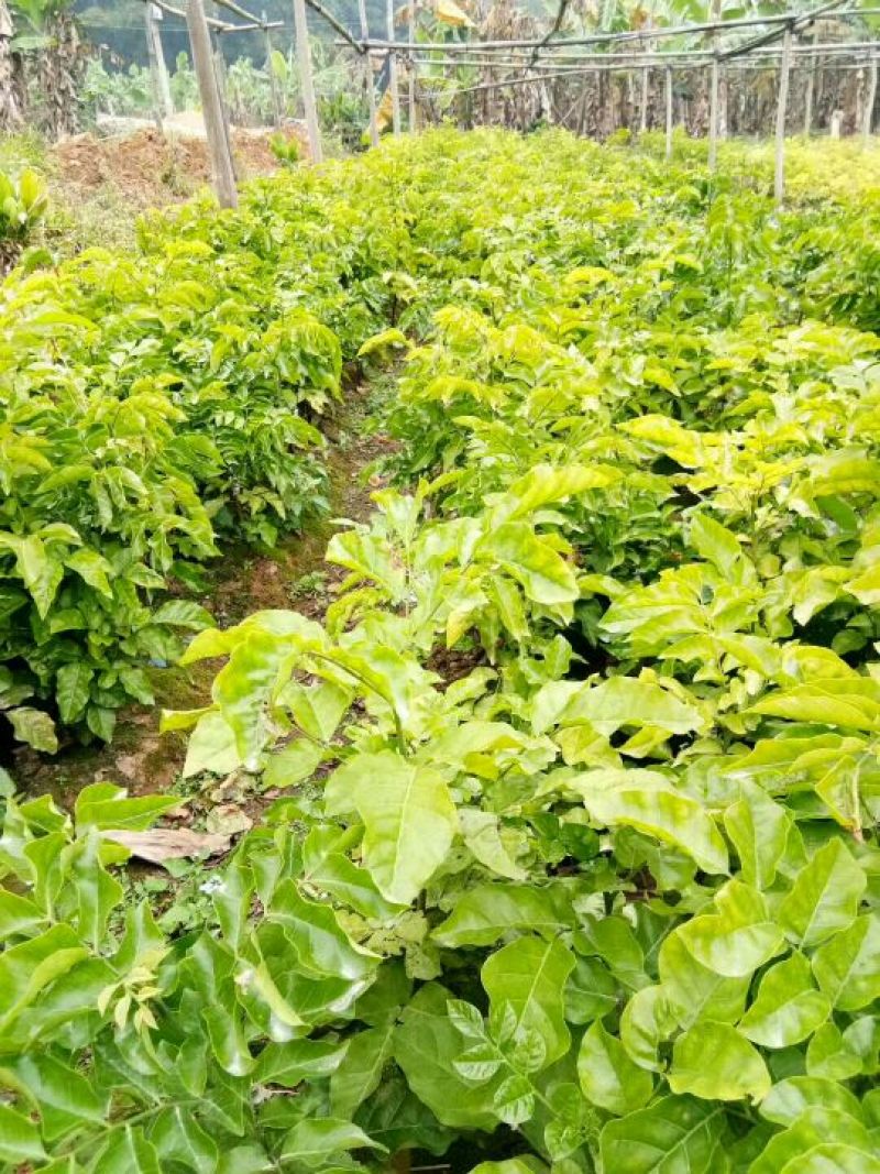 黄皮果树苗黑黄皮苗带土南方种植