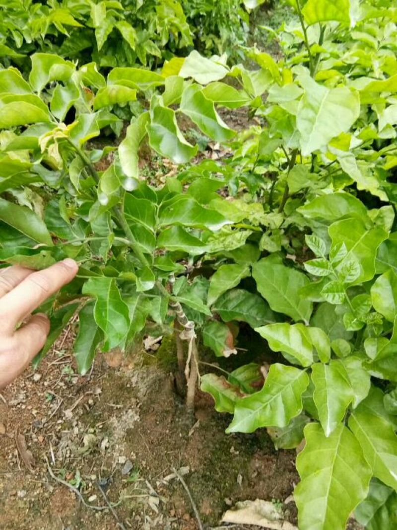 黄皮果树苗黑黄皮苗带土南方种植