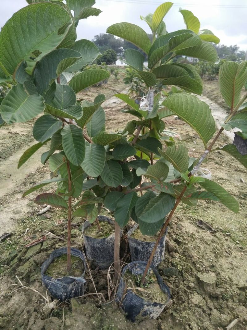 红宝石芭乐苗少籽红宝石番石榴苗