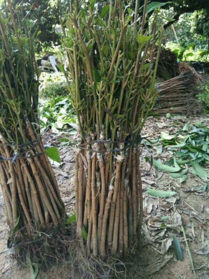 芒果苗金煌台农桂七