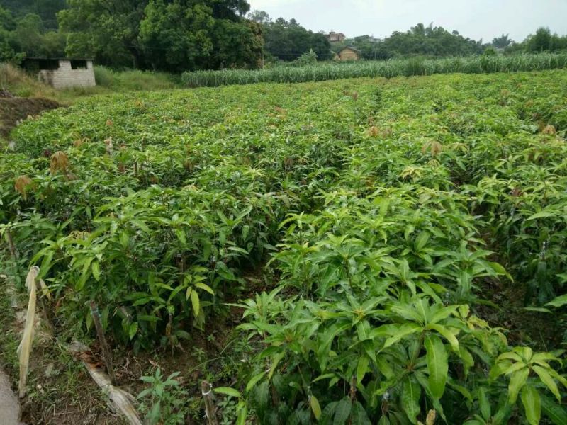 芒果苗金煌台农桂七