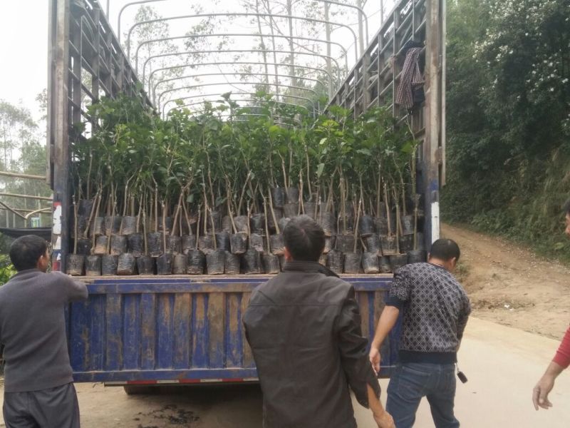 芒果苗金煌台农桂七