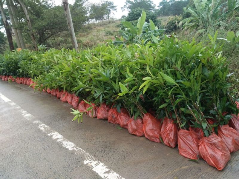 芒果苗金煌台农桂七