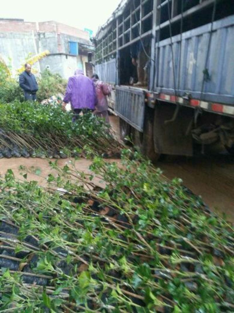 芒果苗金煌台农桂七