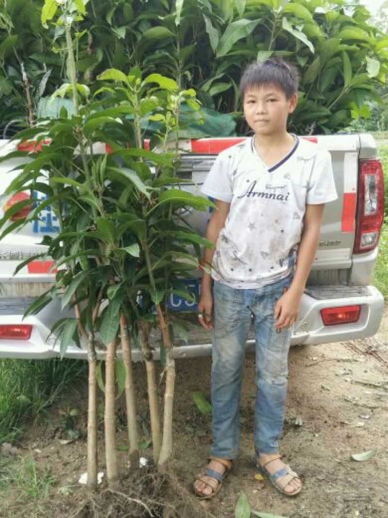 芒果苗金煌台农桂七