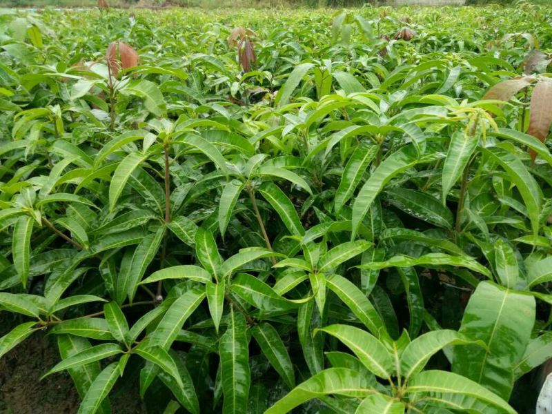 芒果苗金煌台农桂七