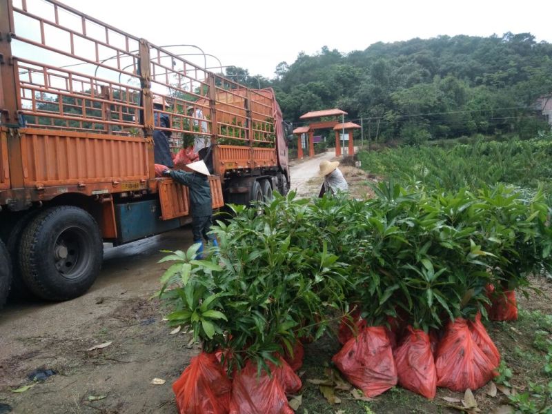 芒果苗金煌台农桂七