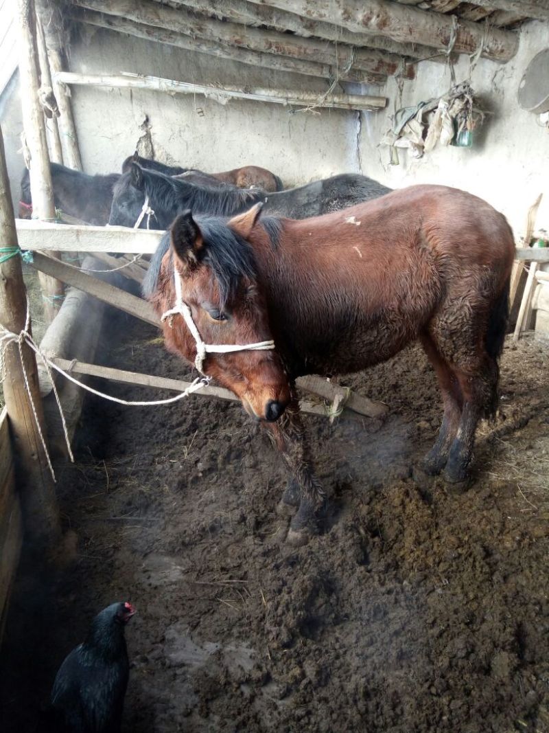伊犁马400~500kg