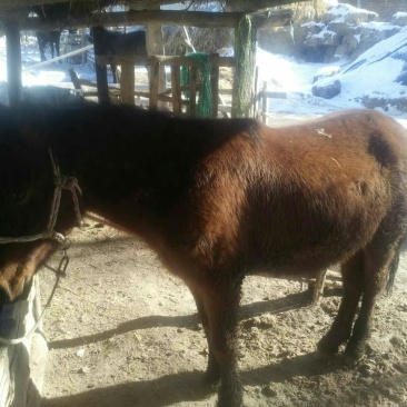 伊犁马400~500kg