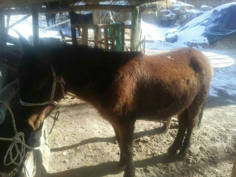 伊犁马400~500kg