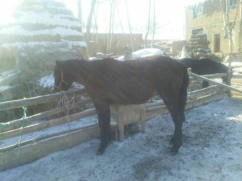伊犁马400~500kg