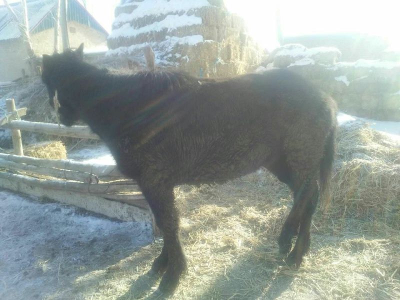 伊犁马400~500kg