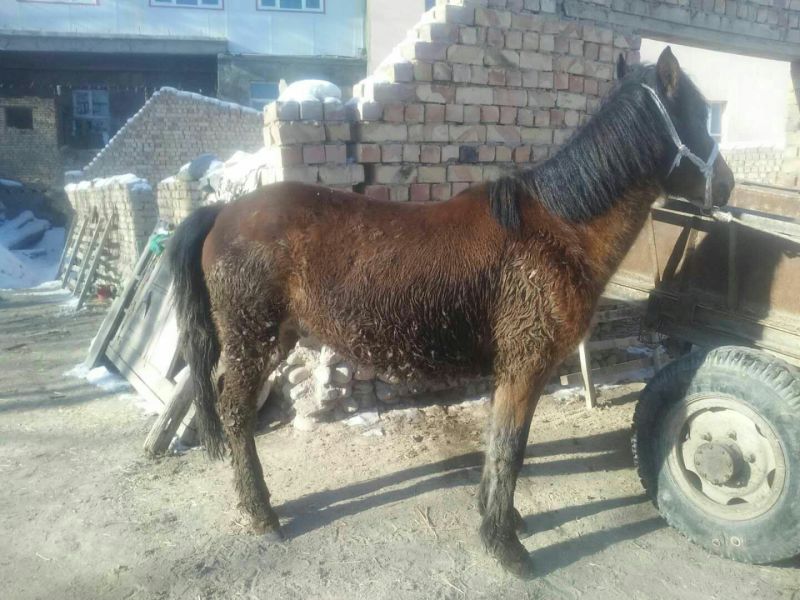 伊犁马400~500kg