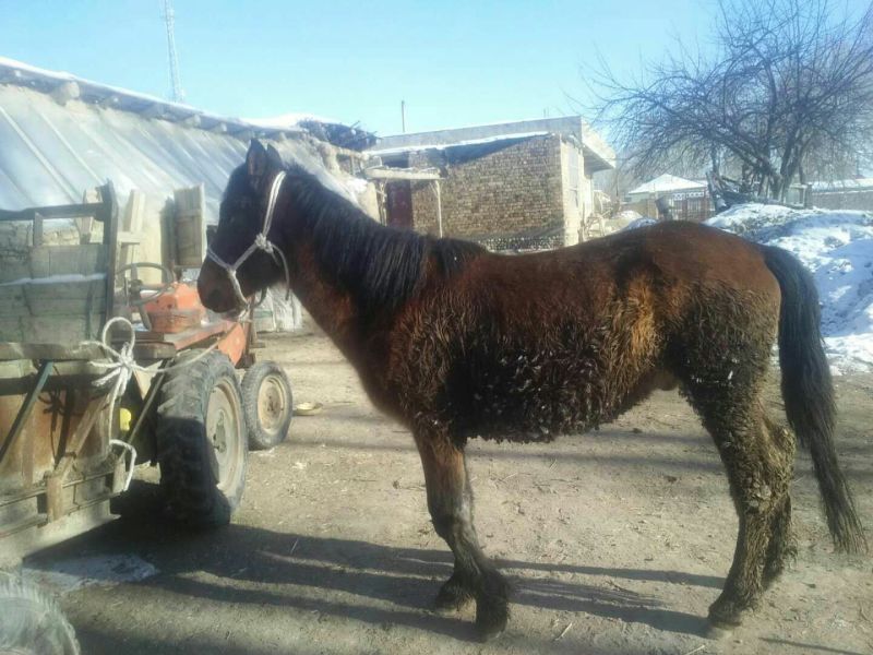 伊犁马400~500kg