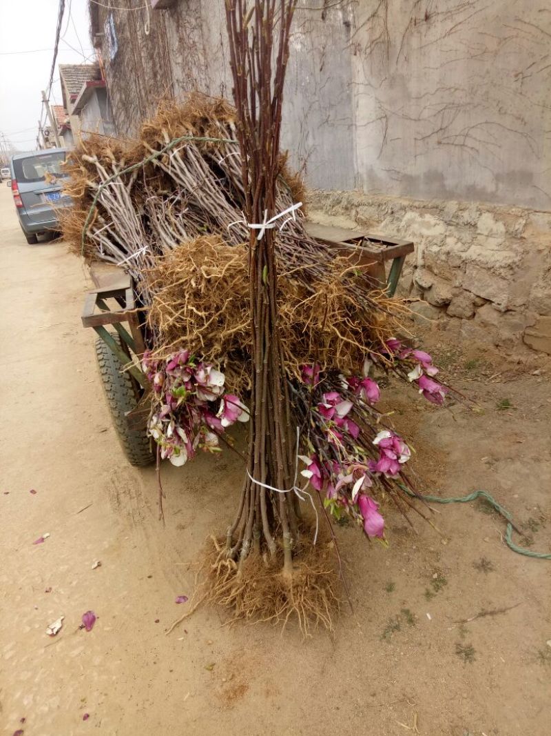 红玉兰苗红黄玉兰嫁接苗质量保证欢迎采购