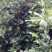 薜荔