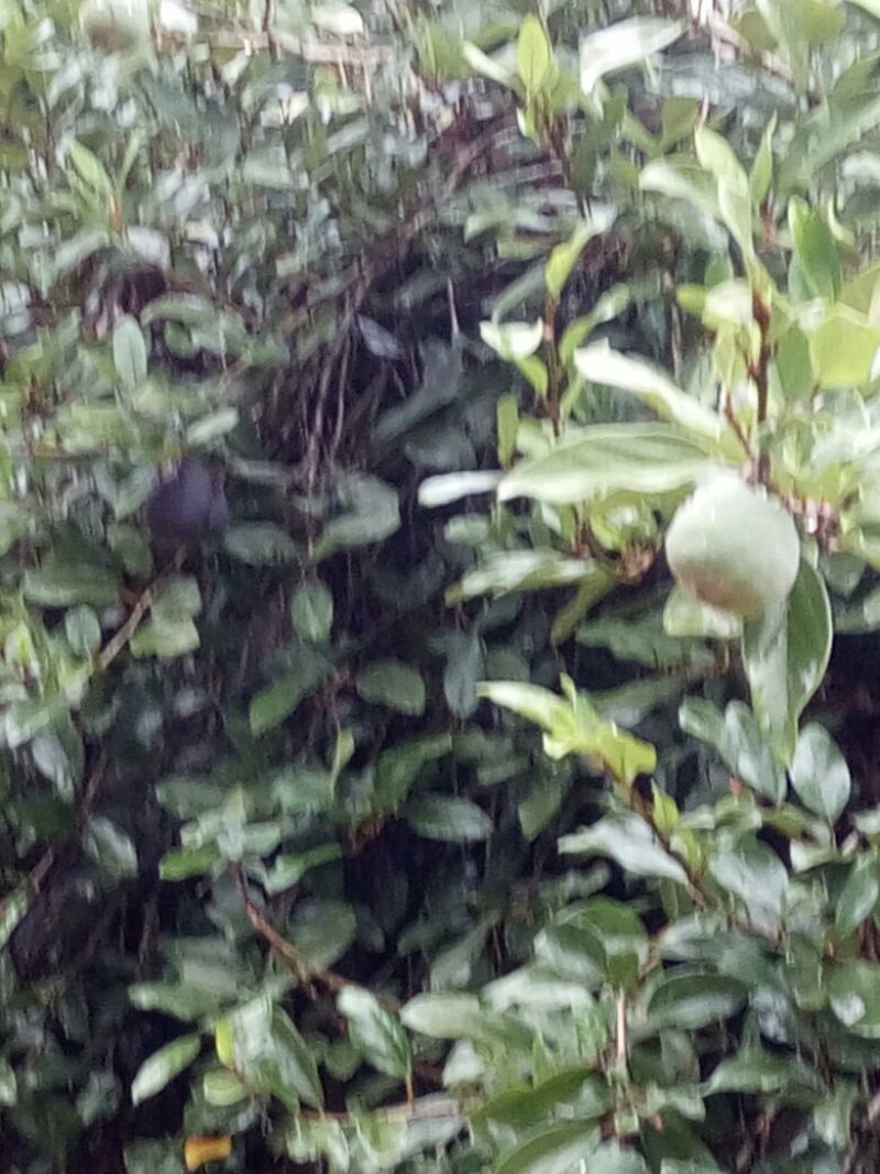 薜荔