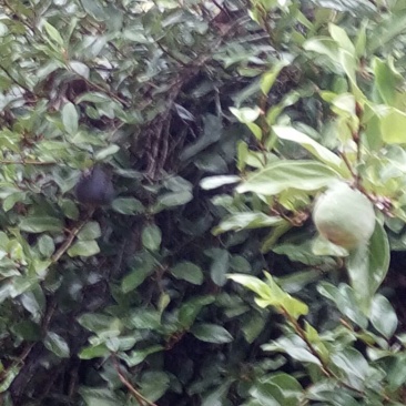 薜荔