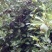 薜荔