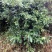 薜荔