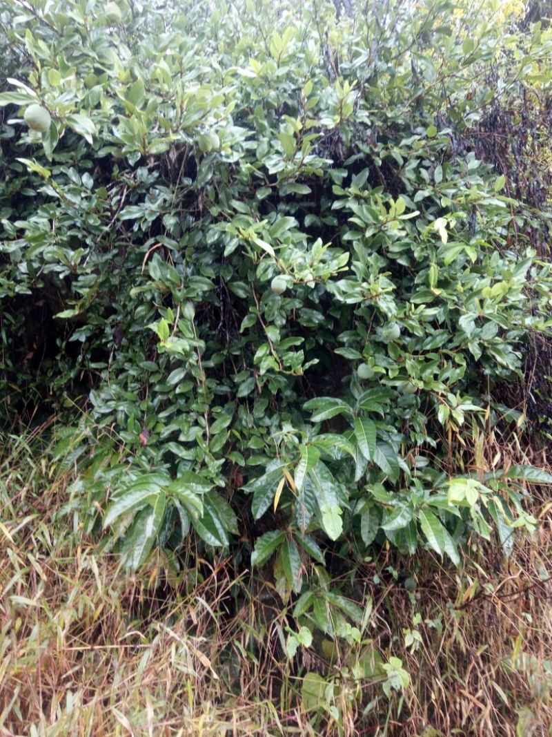薜荔