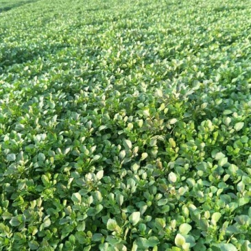 豆瓣菜无公害蔬菜
